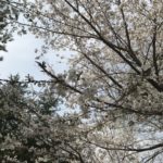 Cerisier en fleur – Sokcho
